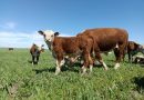СТАРТУЕТ КОНКУРСНЫЙ ОТБОР В АСТРАХАНСКОЙ ОБЛАСТИ НА ПРЕДОСТАВЛЕНИЕ ГРАНТОВОЙ ПОДДЕРЖКИ ПО ПРОГРАММЕ «АГРОСТАРТАП»